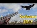 Chasse et régulation CORBEAU CORNEILLE  2017