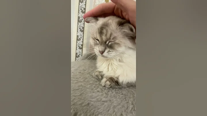 Video 8812951: siberian cat talks