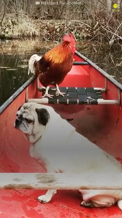 Rooster Loves His New Family