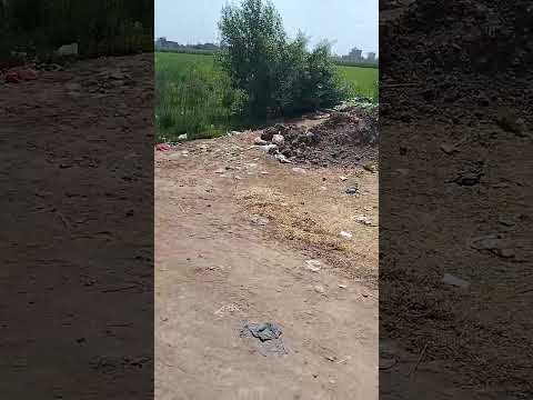 للبيع ثلاثة قيراط عزبة االشوربجي كفر الزيات السعر مليون و100 الف للاستفسار 01097788735 01129470502