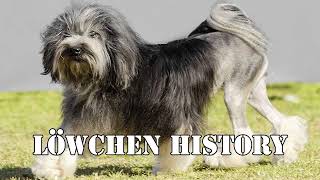 Podcast 106: Löwchen History | The little lion dog