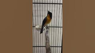 Tledekan Gunung gacor ngeroll 5 menit non stop. 