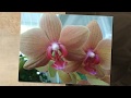 Такие подарки я люблю) К какому виду относится эта орхидея?