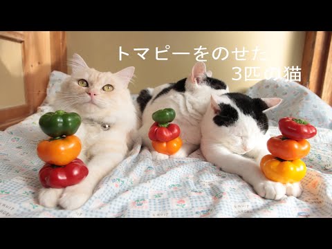 とまぴーのせ猫 201026