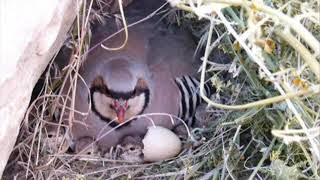 صوت انثى الشنار الحجل voice female Partridge