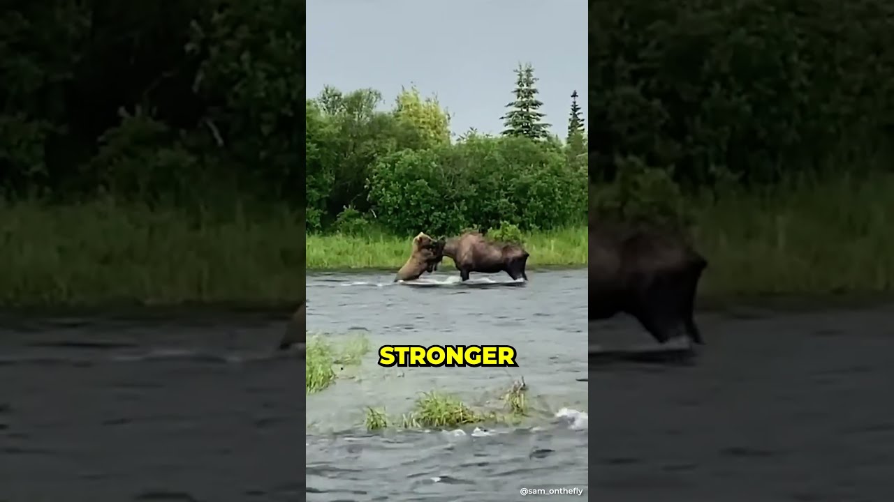 Bear Vs Moose Epic Battle 