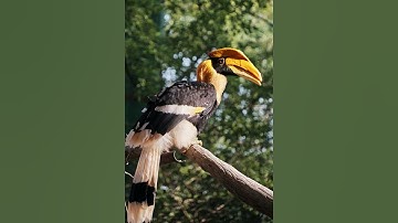 Birds Parallax Animation from Still Images | 2.5D Video | Parallax video