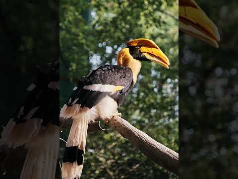 Video: Neushoornvogel: korte beschrijving, foto