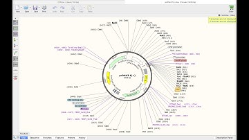 How to use Snapgene (Basic features explained).