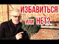 8 причин УДАЛИТЬ растение / Игорь Билевич