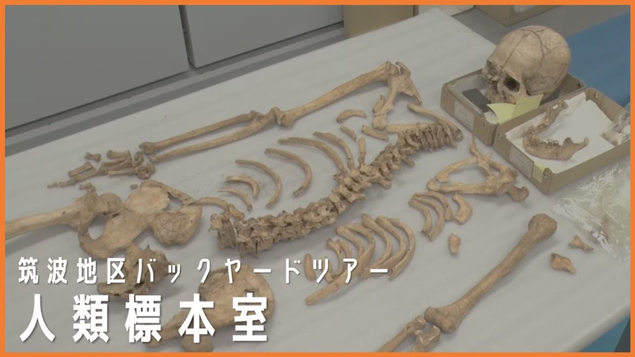 国立科学博物館　筑波地区バックヤードツアー「人類標本室①」