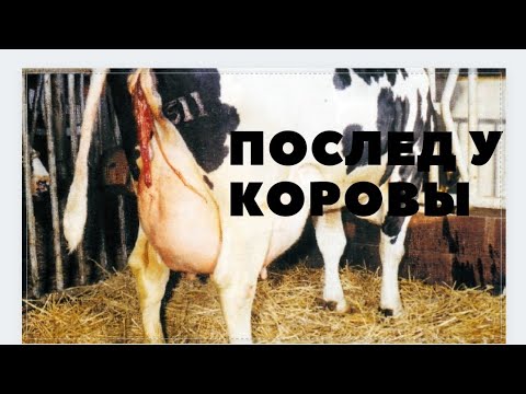 ПОСЛЕД У КОРОВЫ