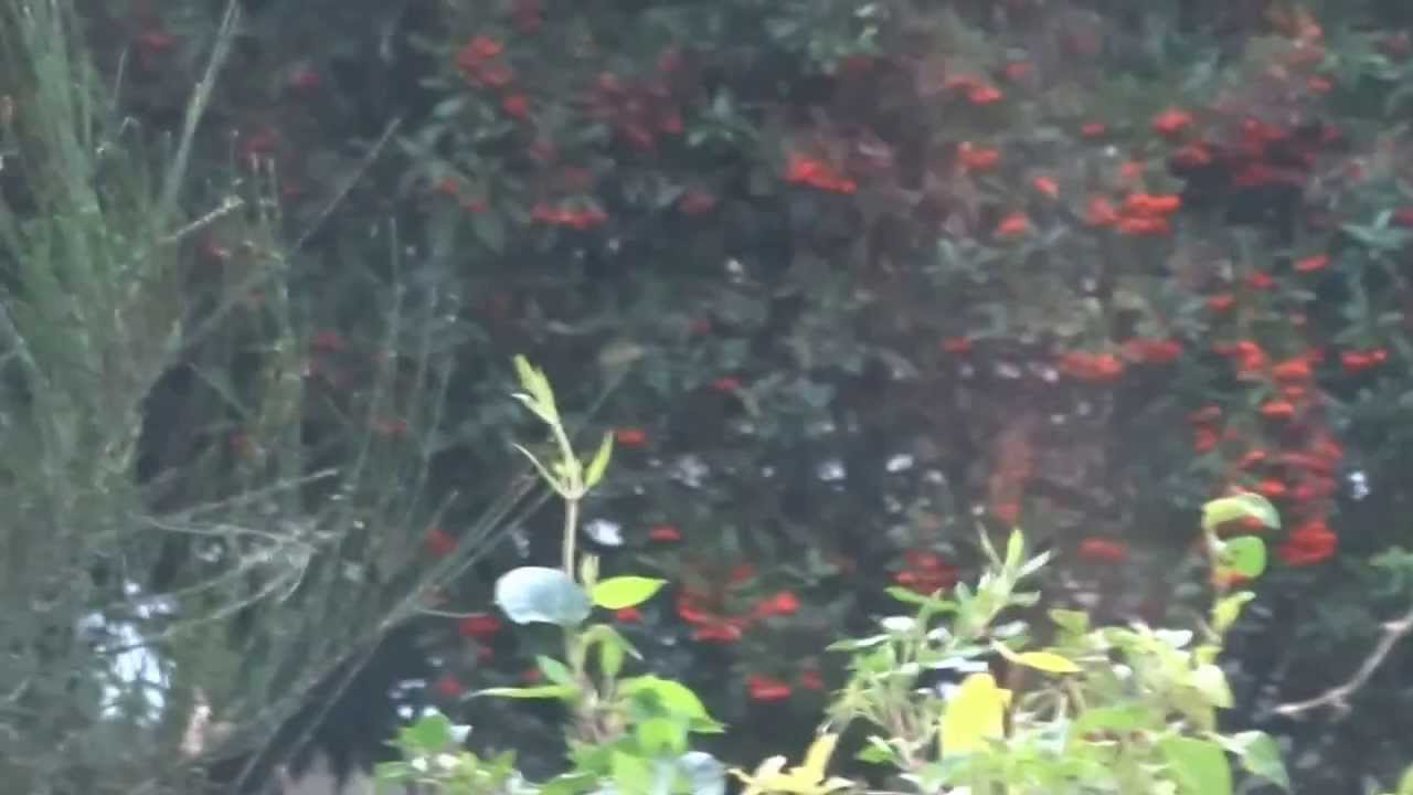 INSECTS ACTIVE IN DECEMBER YouTube