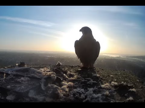 Lincoln Peregrines Live Stream