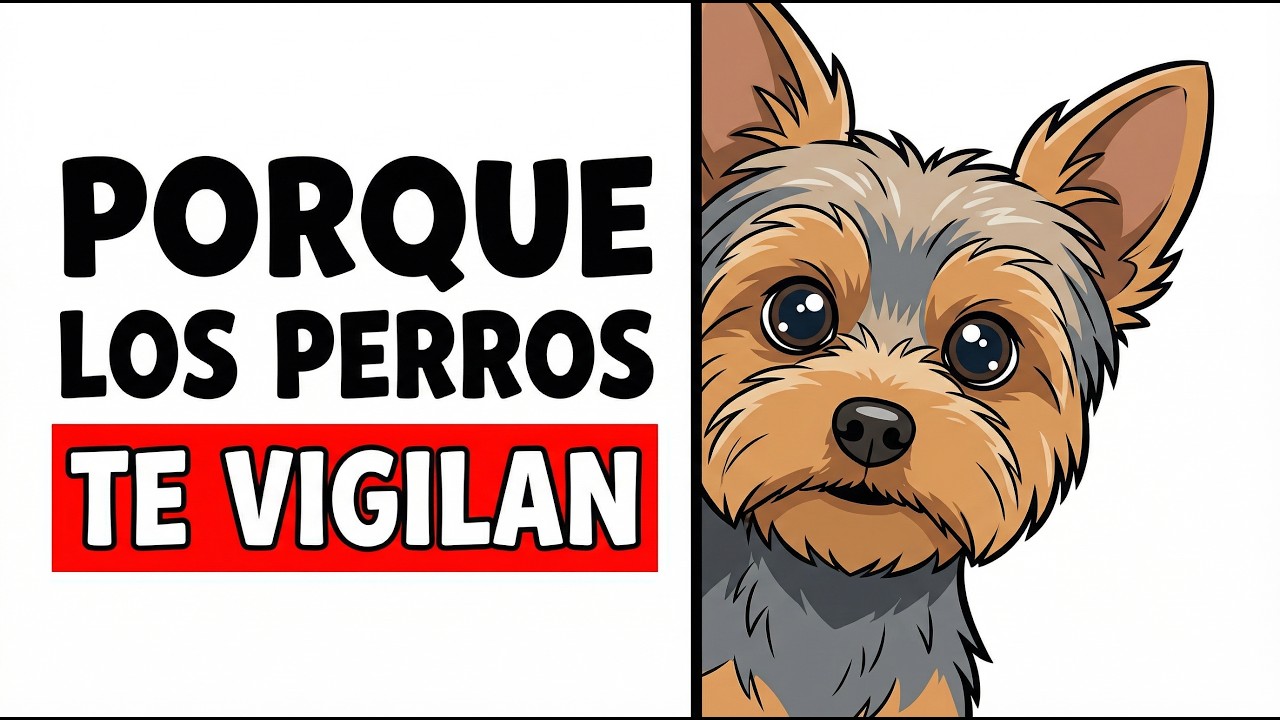 Si tu perro te vigila, está intentando decirte esto...