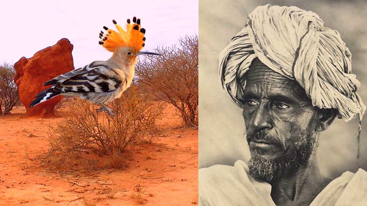 Darwiish Ismaaciil mire iyo Galabtii ay Guuguulaha kulmeen !!