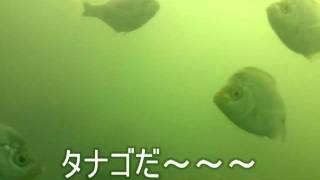 20110924石狩湾新港東埠頭の水中動画