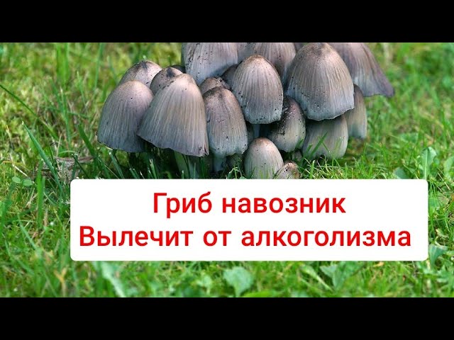 средство от Алкоголя Гриб Навозник