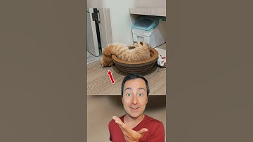 Proof that cats are liquid #shorts