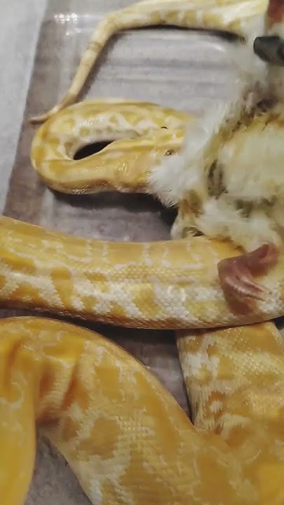 Pearl albino burmese python strike chicken - YouTube