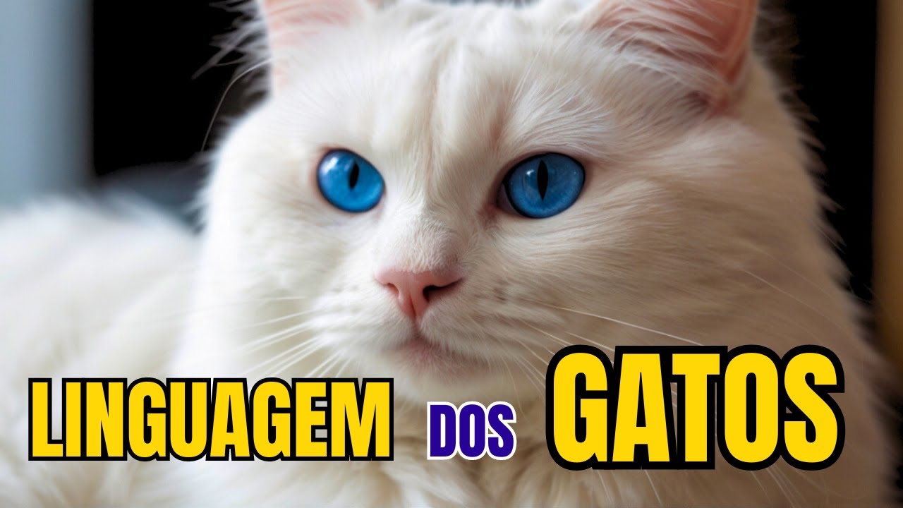 LINGUAGEM DOS GATOS l APRENDA A LER OS SINAIS DE SEU FELINO. - YouTube
