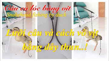 Câu cá lóc bằng vịt: lưỡi câu cá lóc và cách vô vịt bằng dây thun để câu cá lóc |cau ca mien tay