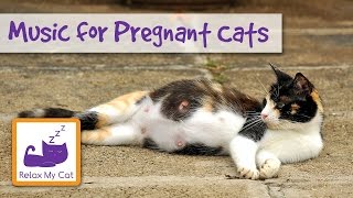 Video thumbnail of "Relax My Cat: Calming Music for Pregnant Cats and Kittens"