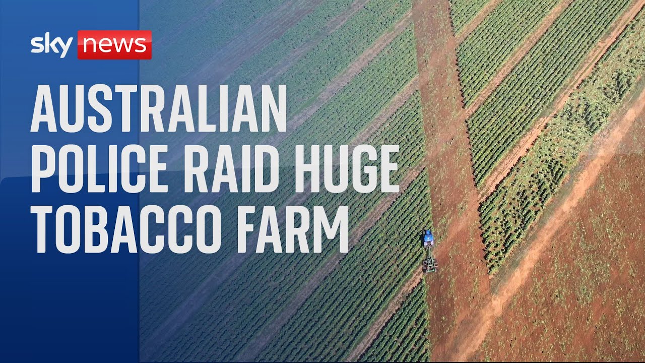 Australian police raid huge illegal tobacco farm