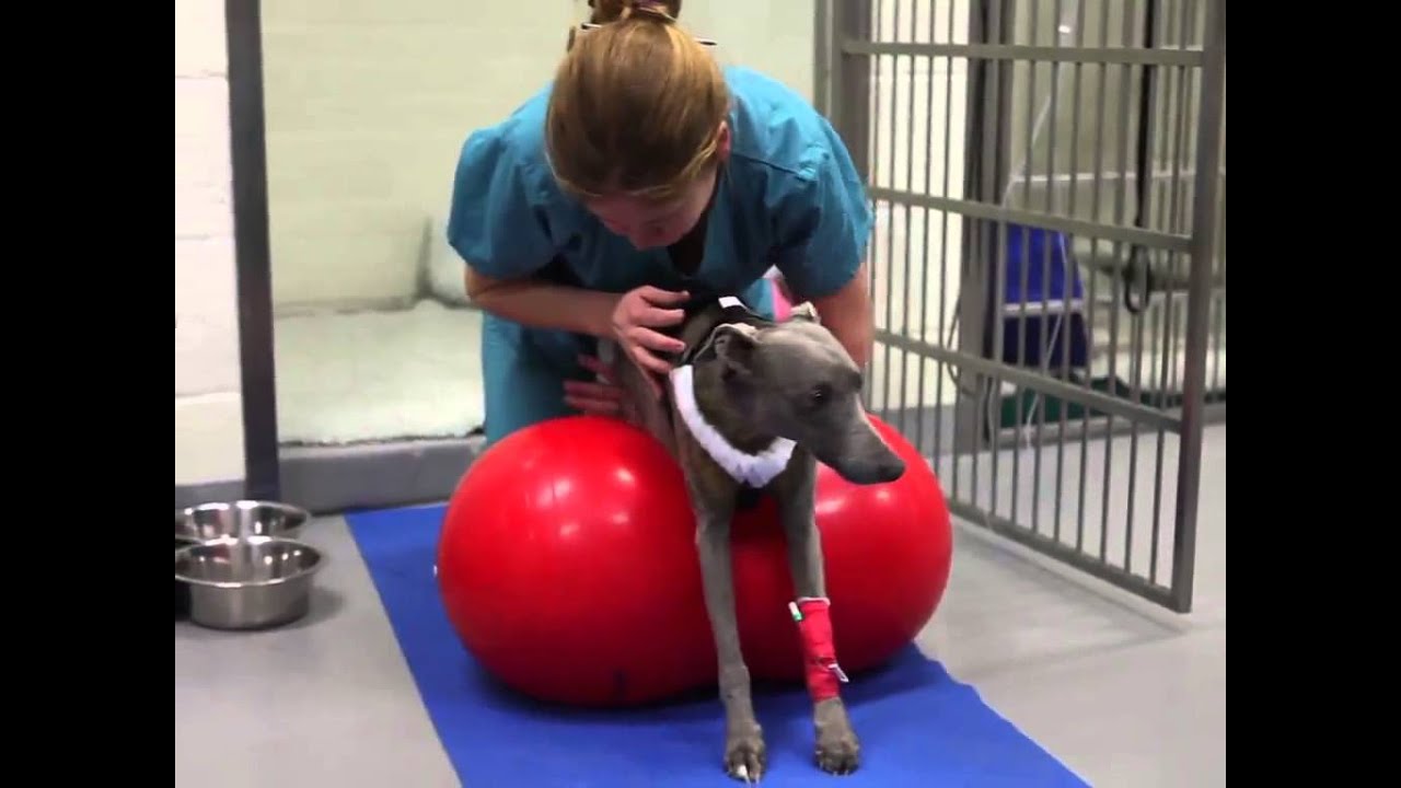 Gym Ball Physiotherapy For Dogs YouTube Gym Ball Physiotherapy For Dogs YouTube