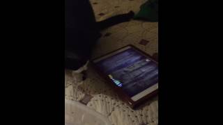 Cat plays iPad game