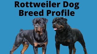 Rottweiler Dog Breed Profile