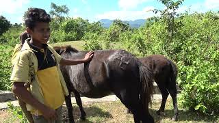 I stumbled upon a wedding in Oucusse, East Timor