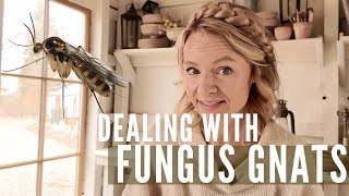 Fungus gnats in your seedlings? Here's what to do! by Regenerative Gardening with Blossom & Branch Farm 9,700 views 1 month ago 7 minutes, 23 seconds