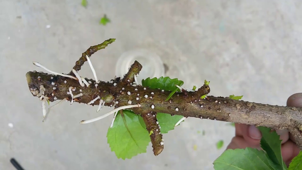 plants and flowers for full sun Propagate hibiscus cuttings