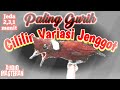 Suara Masteran Burung Tembakan Ngerol Mp3 - Mp4 Download