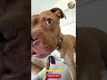 Starving Pitbull Rescue Transformation  From Weak And Dying To Powerful And Happy.  #animals #dog