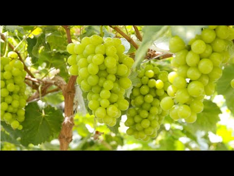 III Assembleia Quadrienal da APSe | Frutificar