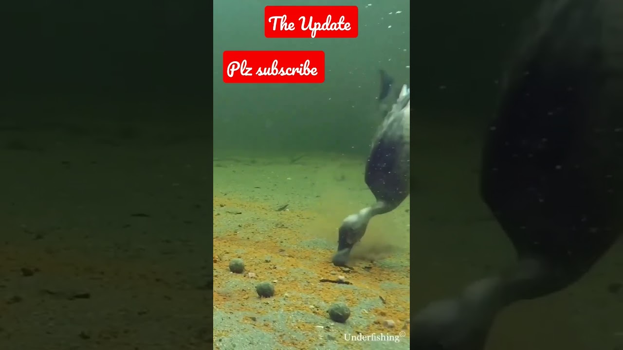 Duck underwater 