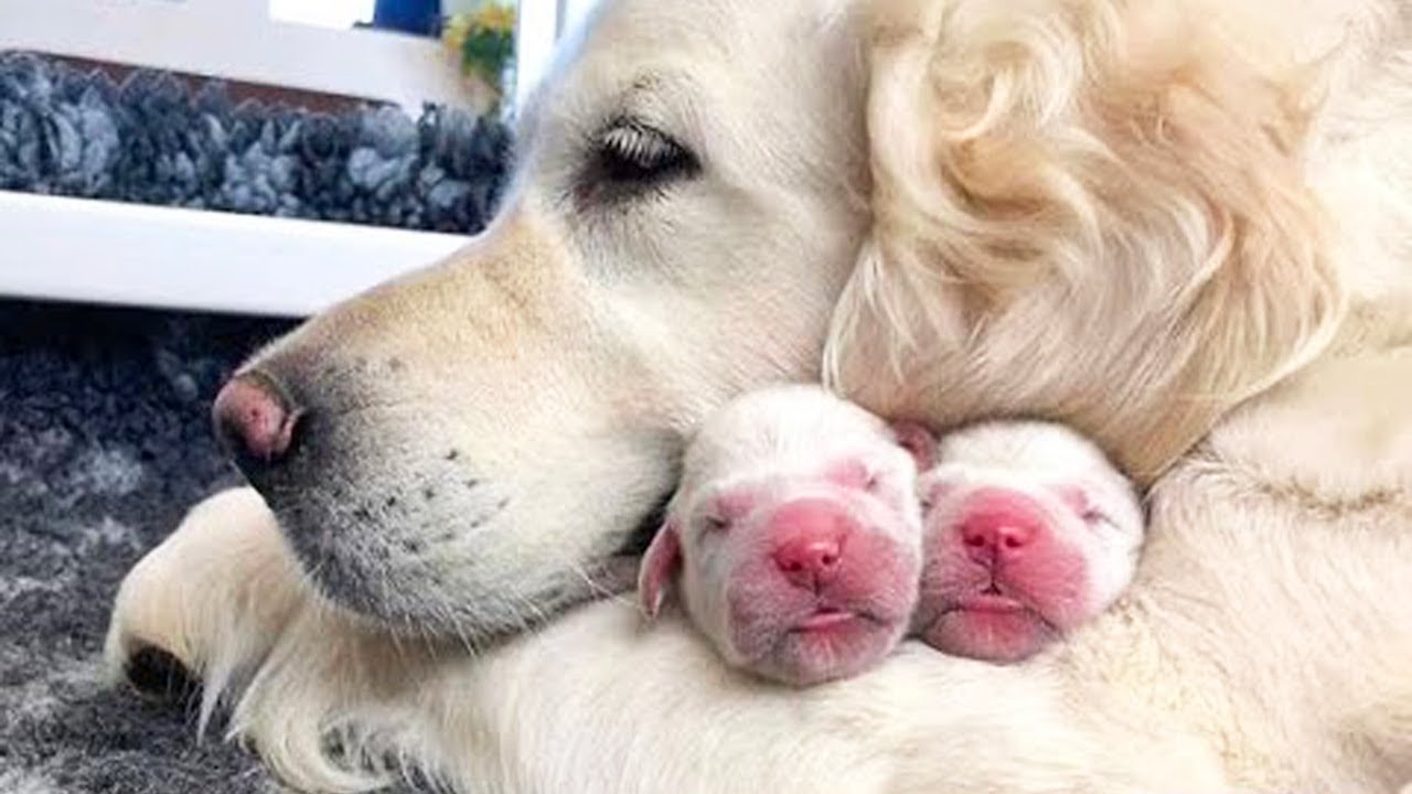 Best ever Cute baby animals Videos Compilation cute moment of the