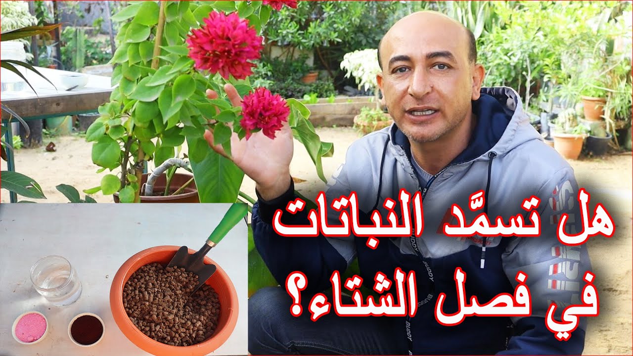 كيفية تسميد النباتات المنزلية و الأشجار المثمرة في فصل الشتاء