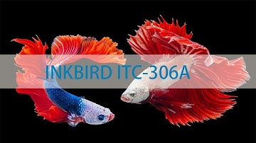 The Introduction of INKBIRD Aquarium Temperature Controller ITC-306A WIFI