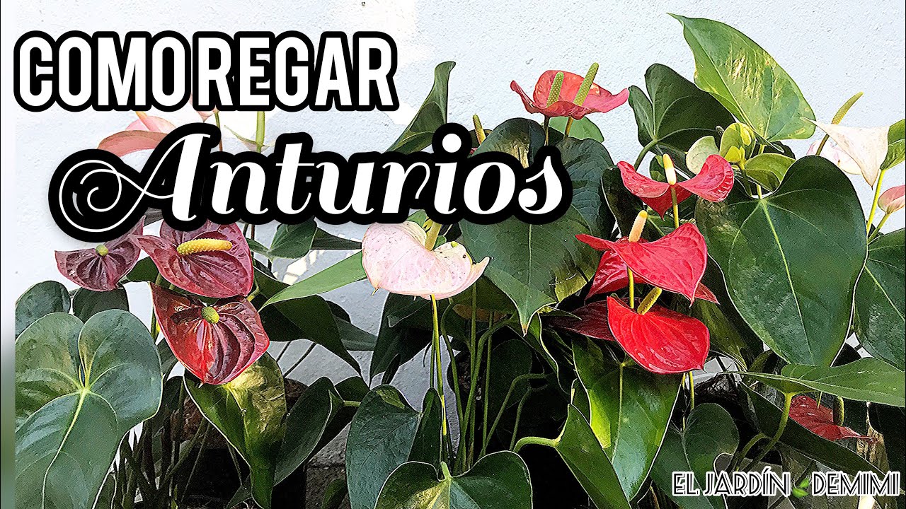 Riego de anturios | exceso y falta de riego 🍃💧