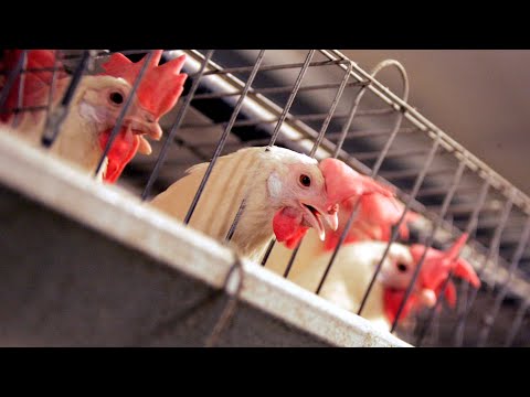 Avian flu detected in Ontario, poultry farms on high alert