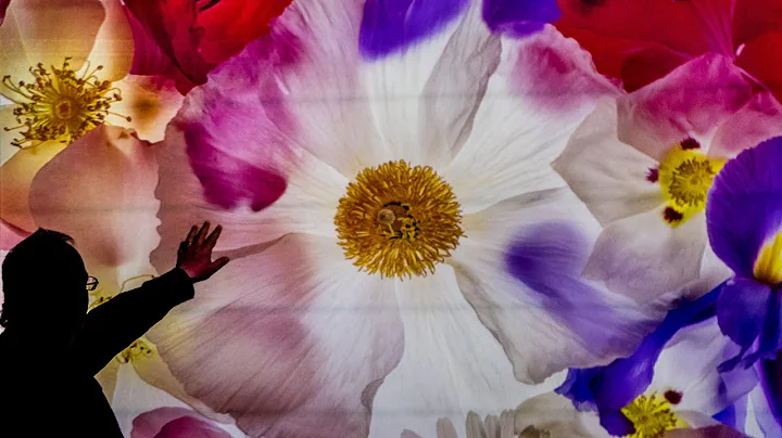 Harold Davis - Photographing Flowers for Transparency - DayDayNews