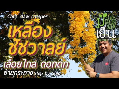 วีดีโอ: ต้นแอชสีเหลืองในภูมิทัศน์ของบ้าน - อาการของเถ้าเหลือง