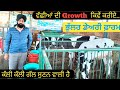 ਵੱਛੀਆਂ ਦੀ Growth ਕਿਵੇਂ ਕਰੀਏ | How to Growth of cows Calf | Bhullar Dairy Farm |Pets And Animals Vlog