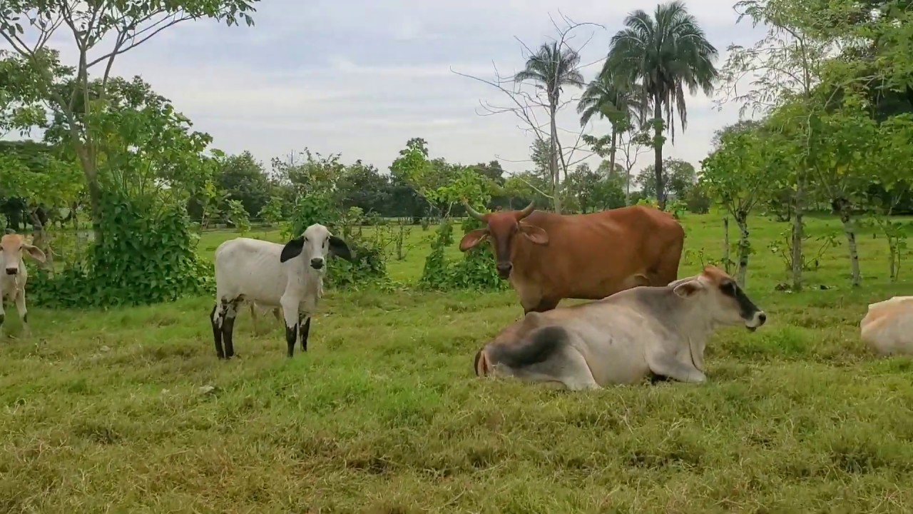 Este Terreno Que Venden Esta Apto Para Ganado - YouTube