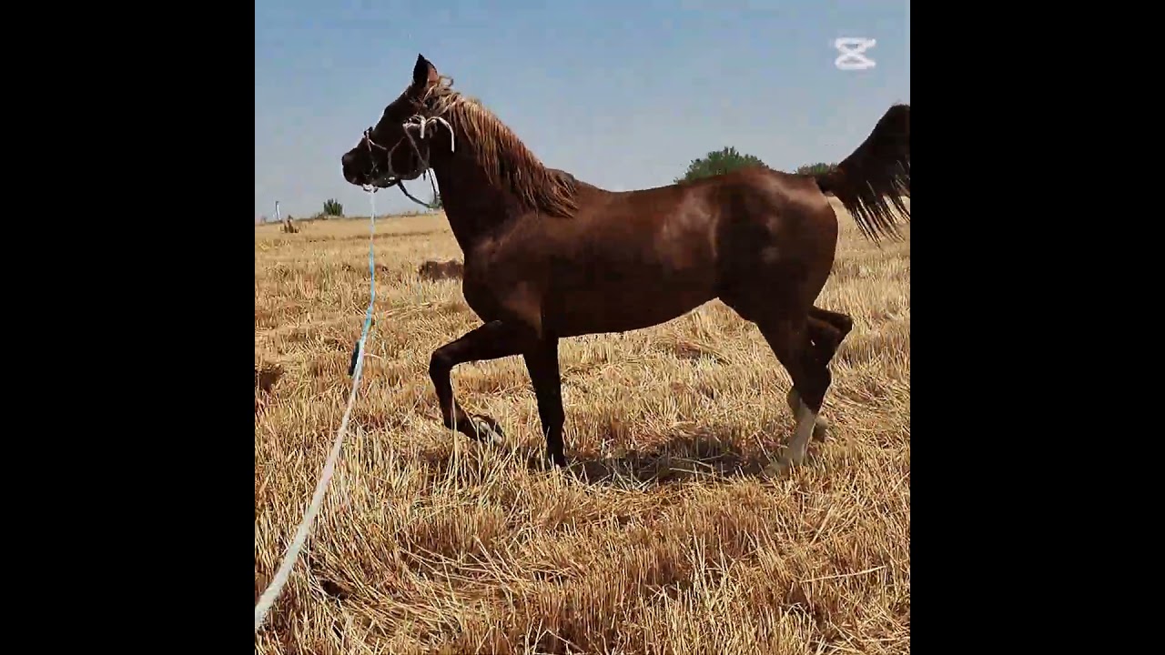 arab otiga ohshaydimi