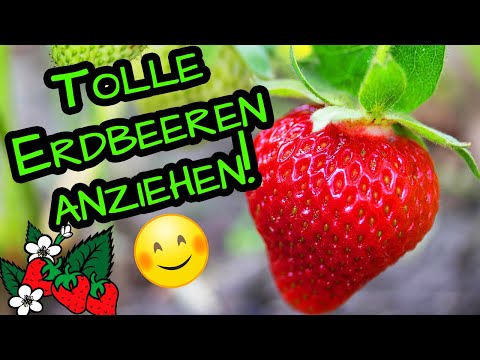 Video: Wie man Erdbeeren aus Samen anbaut: Tipps für Anfängergärtner