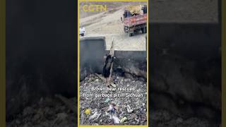 Brown bear rescued from garbage pit in Sichuan #coolchina